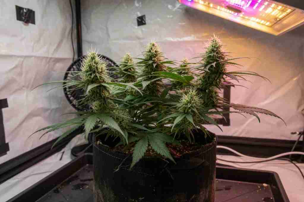 Cannabis flowers with white pistils in a fabric pot