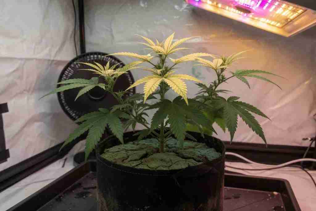 Pale new cannabis leaves above darker older fans
