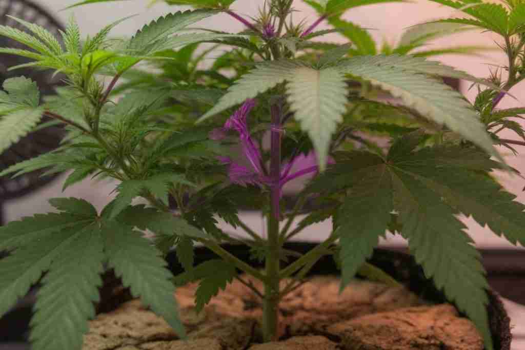Purple petioles on a cannabis plant with green leaves