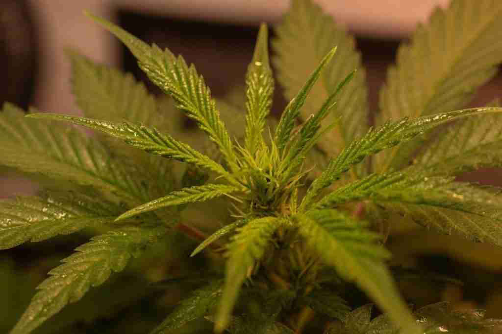 A healthy green growing tip on a cannabis plant