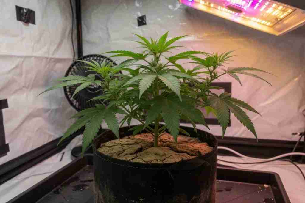 A vegetative cannabis plant with green fan leaves