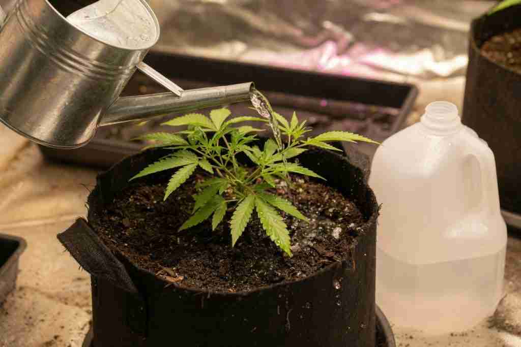 Watering a young cannabis plant beside one plain jug