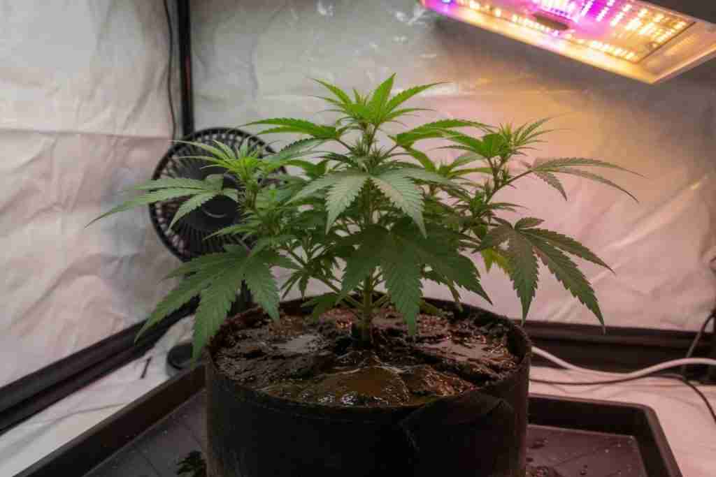 A vegetative cannabis plant sitting in soaked potting soil