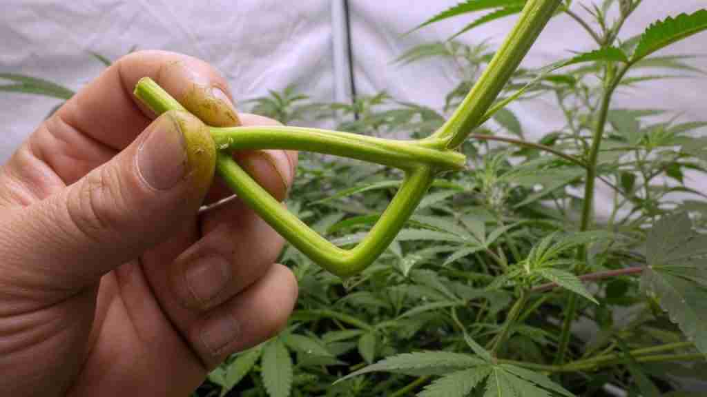 Grower's thumb and forefinger pinching a green cannabis stem between nodes until the shoot bends