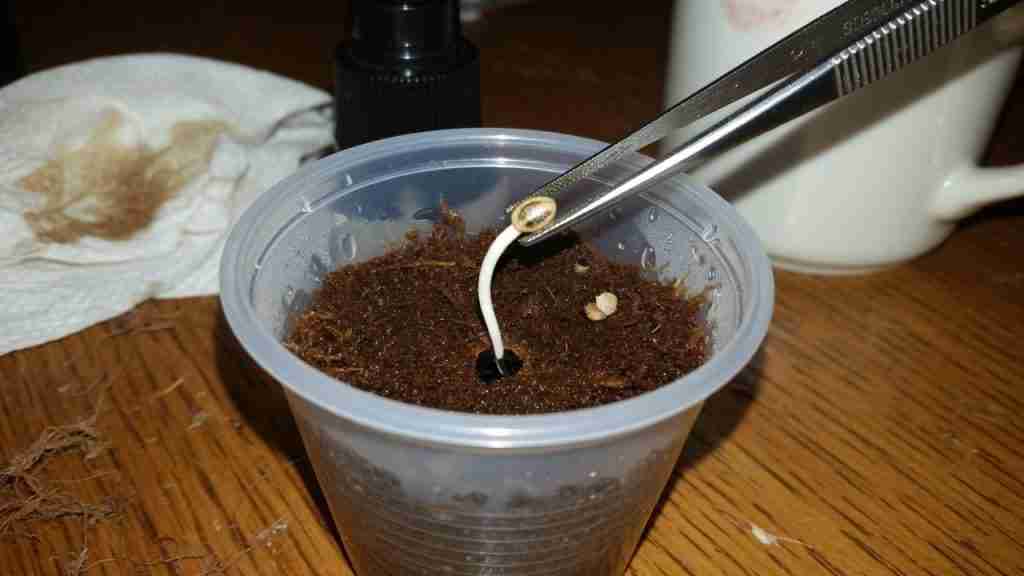 Tweezers planting a germinated cannabis seed taproot-down into damp coco