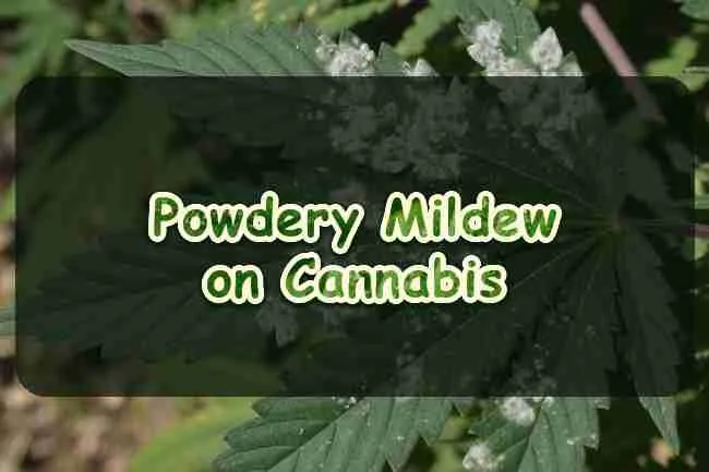 Powdery Mildew on Cannabis