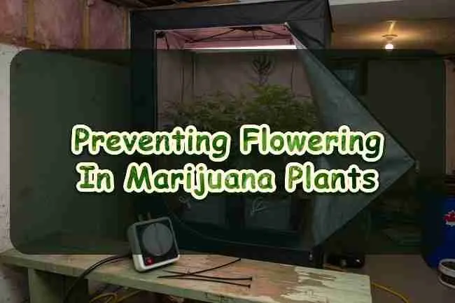Preventing flowering in marijuana plants