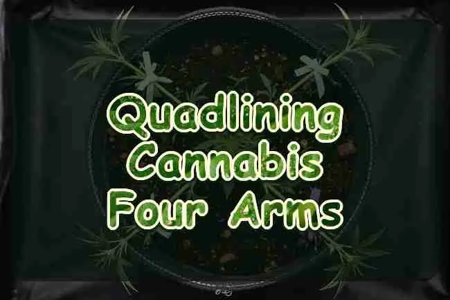 A cannabis plant opened into four branches