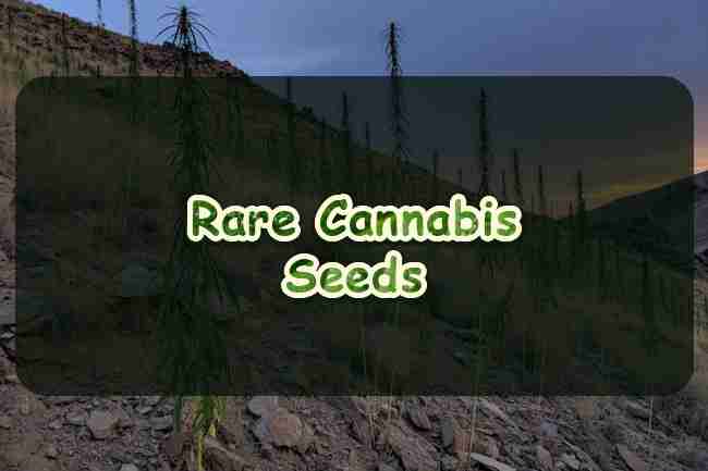 Rare Cannabis Seeds