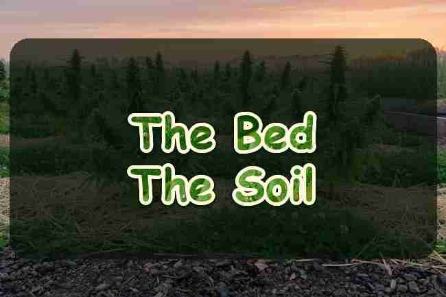 A mulched cannabis bed with clover between the plants at sunrise
