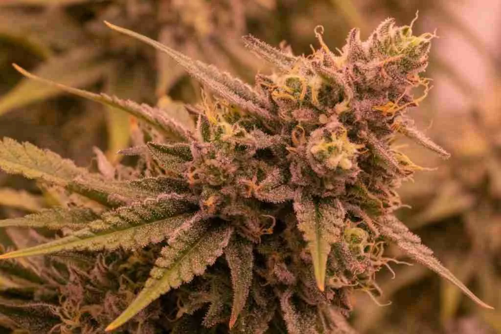 A close view of a cannabis cola with resin glands on the calyx and the sugar leaves