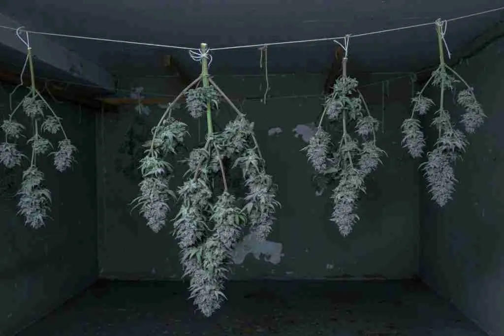Cannabis branches hanging spaced apart to dry in a dim room