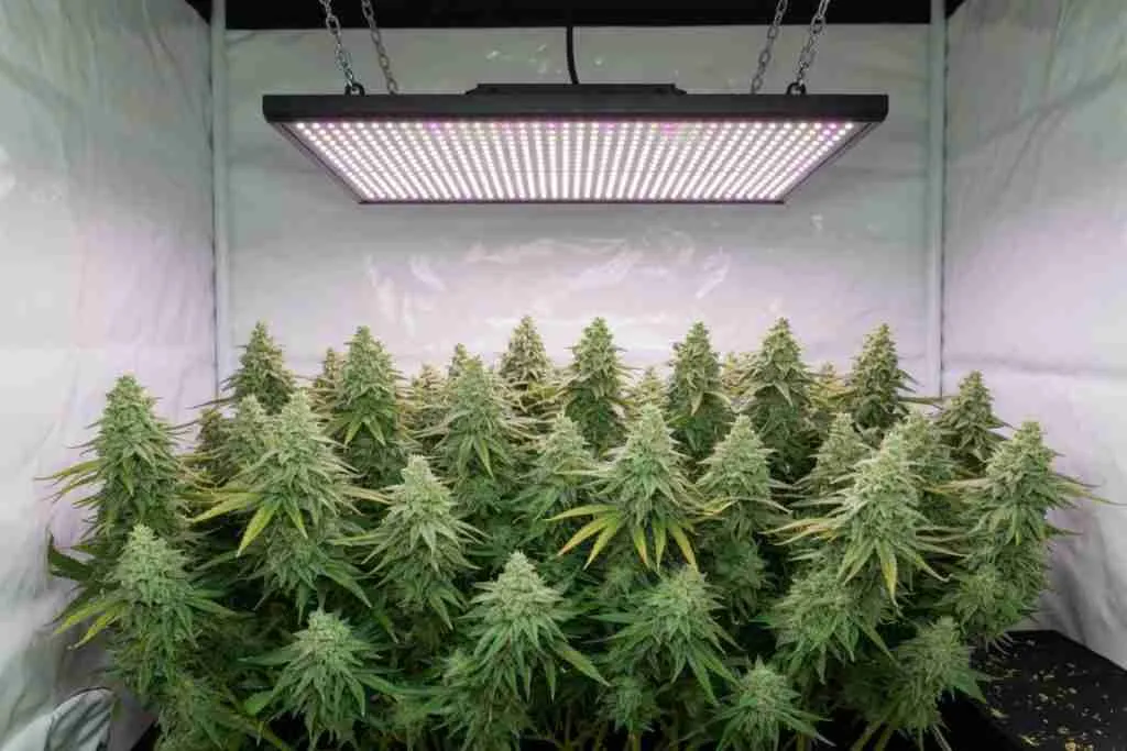 An LED panel hanging over a canopy of flowering cannabis