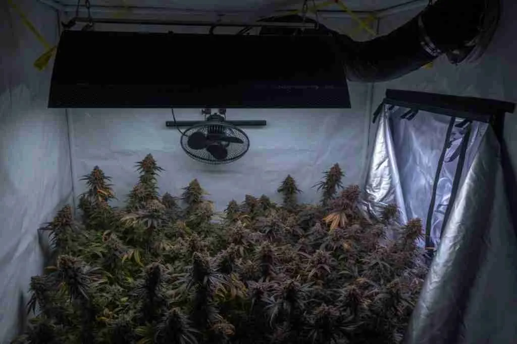 A flowering tent with the lamp off, the fan still in place, and the duct still connected