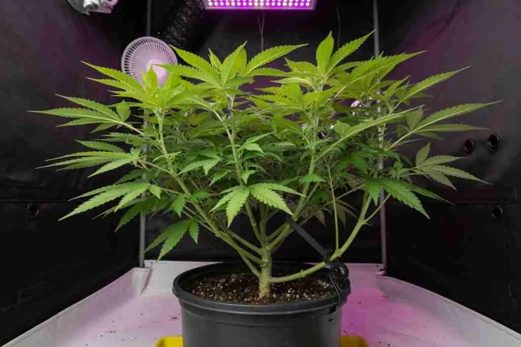 A cannabis branch bent sideways and held with a plant tie