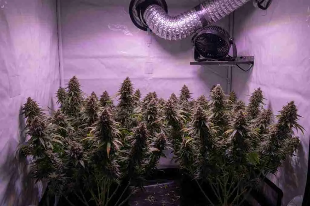 A late-flower cannabis canopy in a tent with the exhaust duct and a circulation fan