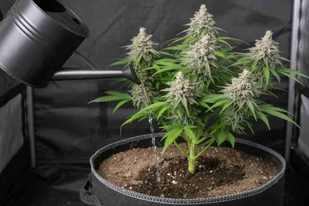 Water poured at the soil of a flowering cannabis plant in a fabric pot