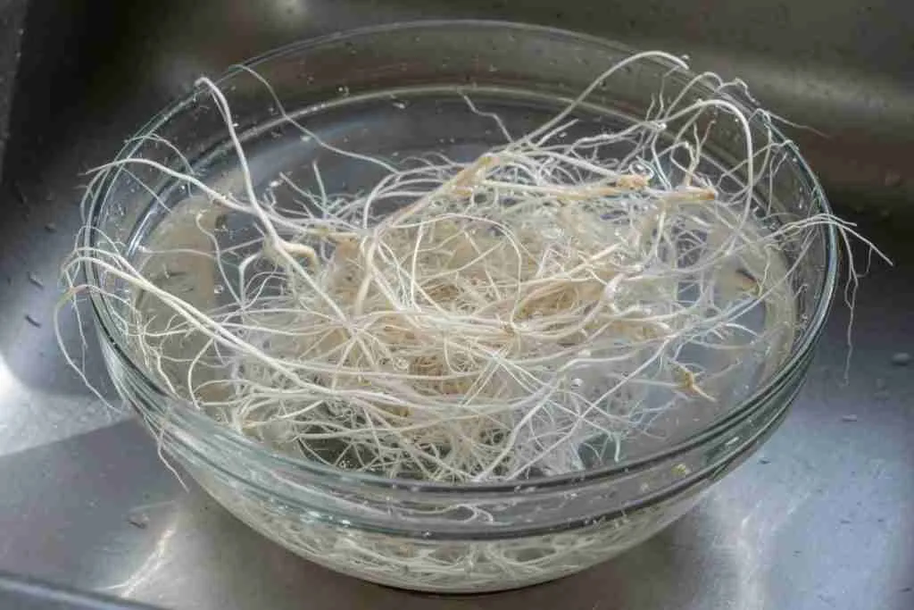 Washed cannabis roots in a bowl of clear water