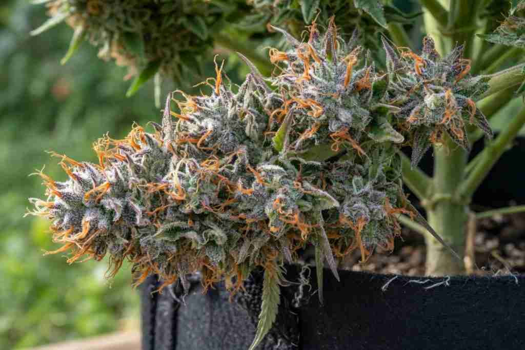 A ripe cannabis cola on a living plant