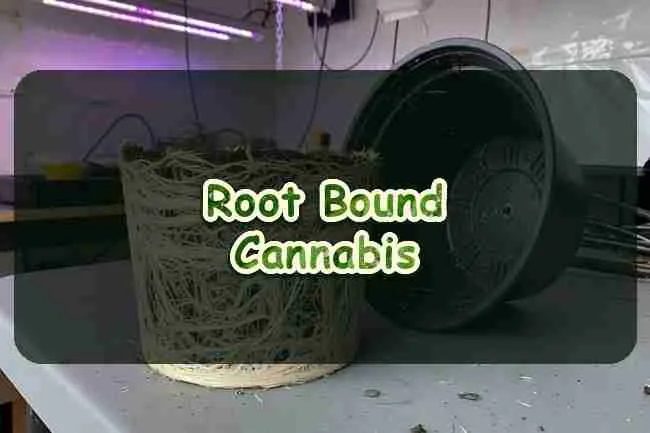 Root Bound Cannabis