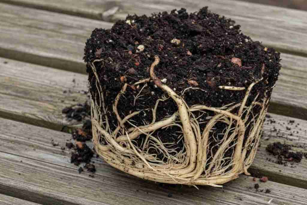 A cannabis root ball with soil clinging to the roots