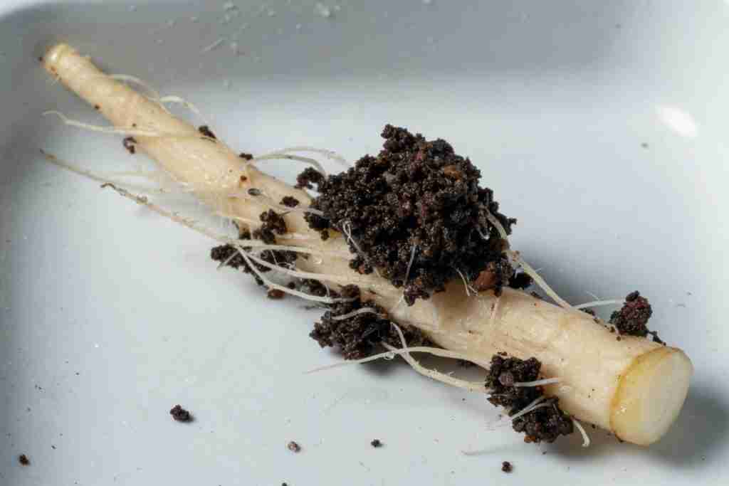 A pale root with a crumb of dark soil stuck to it