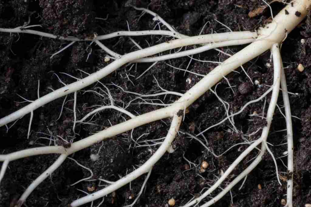 White cannabis roots spreading through dark soil