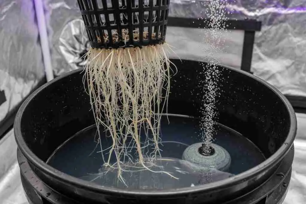 White cannabis roots beside an air stone in a bucket