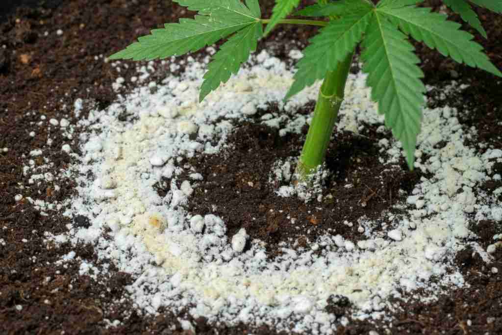 A pale crust on the soil around a cannabis stem