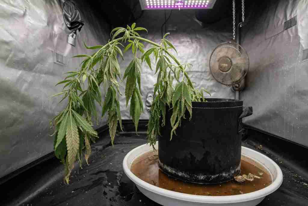 A drooping cannabis plant standing in a saucer of water