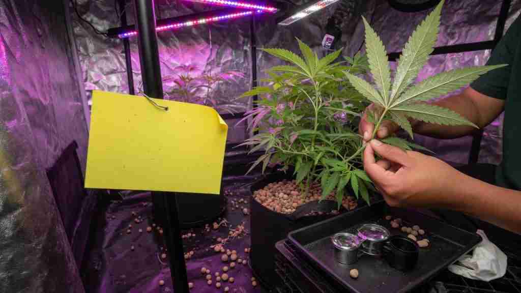 Grower inspecting the underside of a cannabis leaf beside a blank yellow sticky card in a tent