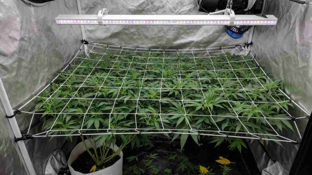 Vegetative cannabis branches woven through a taut horizontal nylon net, forming a flat even canopy under a white LED