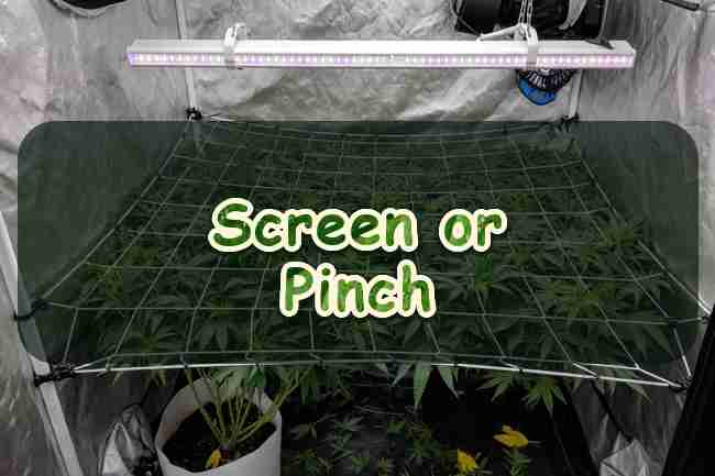 Vegetative cannabis canopy under a taut horizontal SCROG net in a grow tent