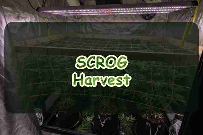 SCROG Your Way to a Bumper Cannabis Harvest