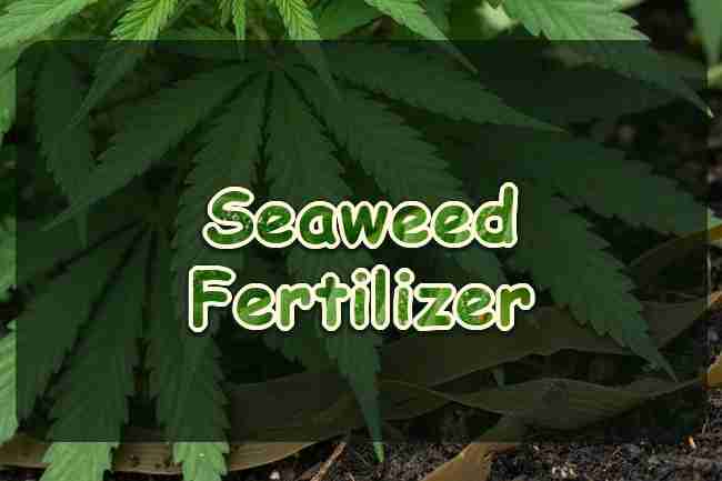 Seaweed Cannabis Fertilizer