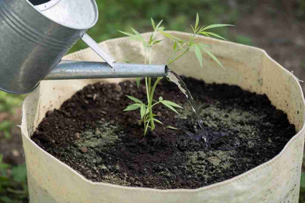 Water poured onto soil in a fabric pot away from the cannabis stem