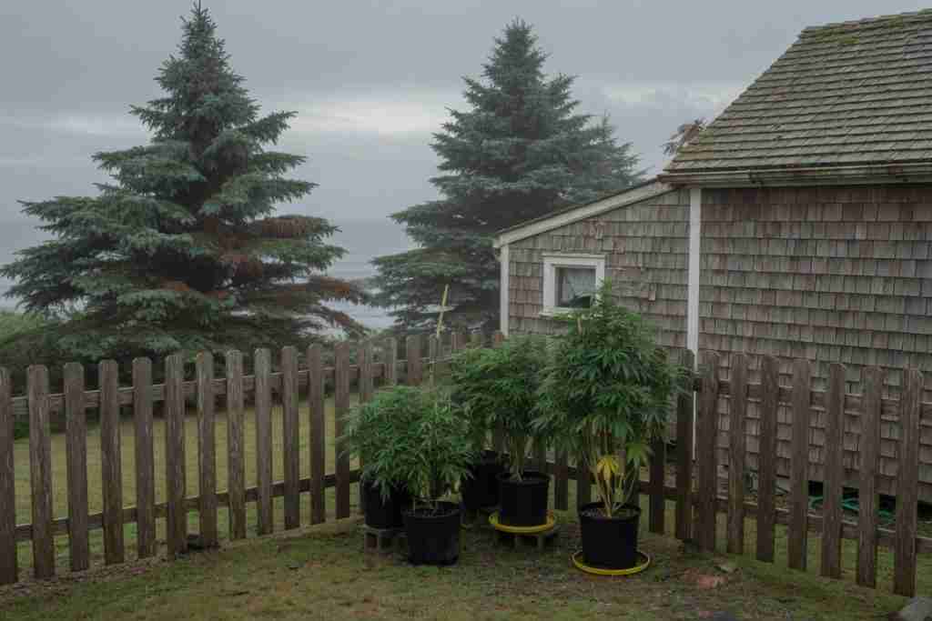 Potted cannabis plants beside a shingled cottage in coastal fog