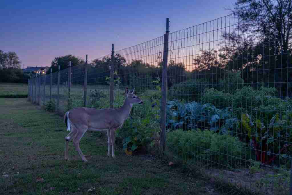 A deer standing outside a wire garden fence at dusk