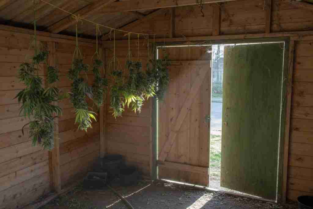 Cannabis branches hanging to dry inside a wooden shed