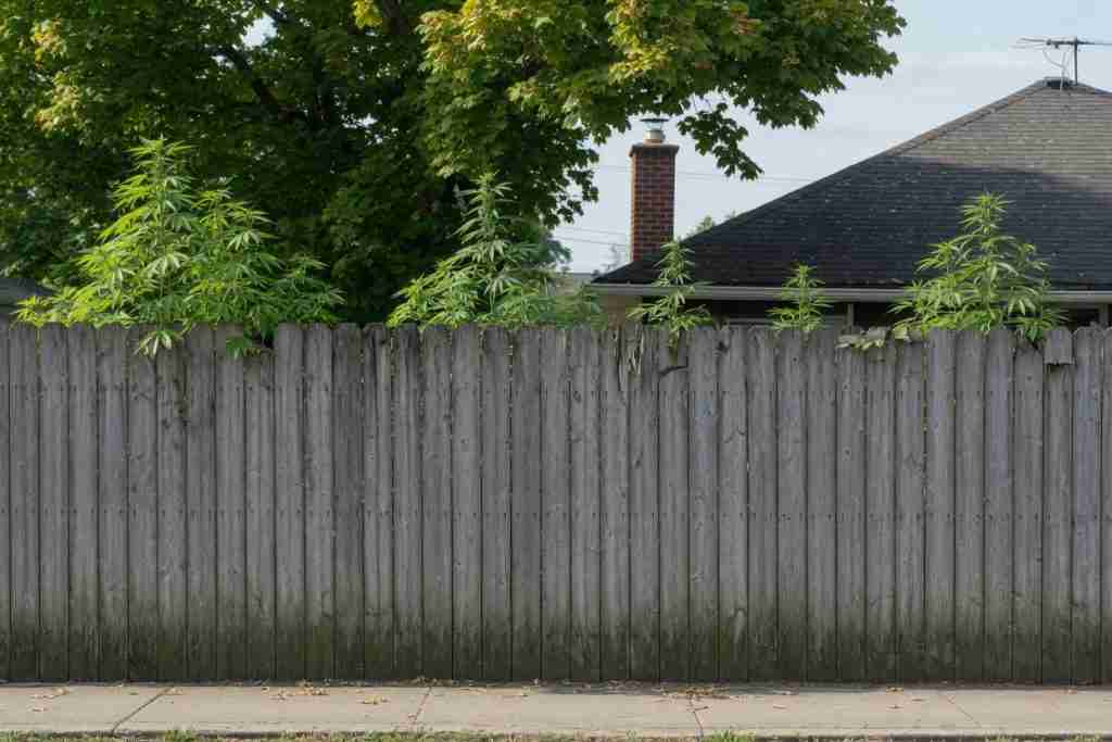 Cannabis tops showing over a wood fence from the sidewalk