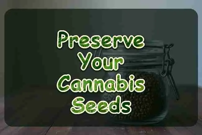 Dark cannabis seeds in a closed glass jar