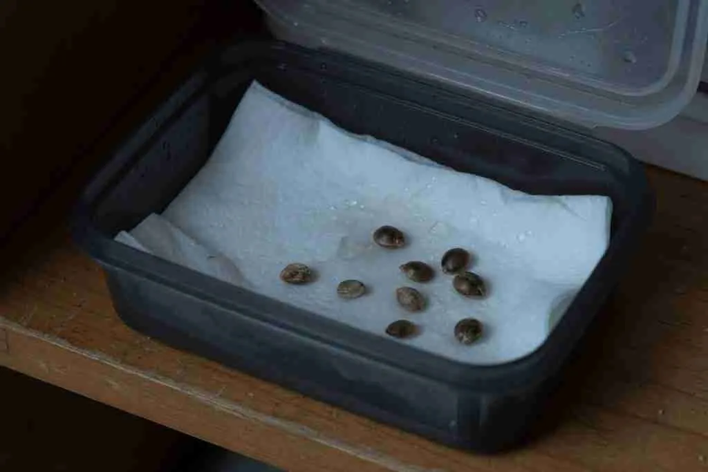 Cannabis seeds on a damp towel in a container