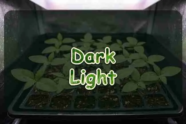 Young cannabis seedlings under a soft lamp