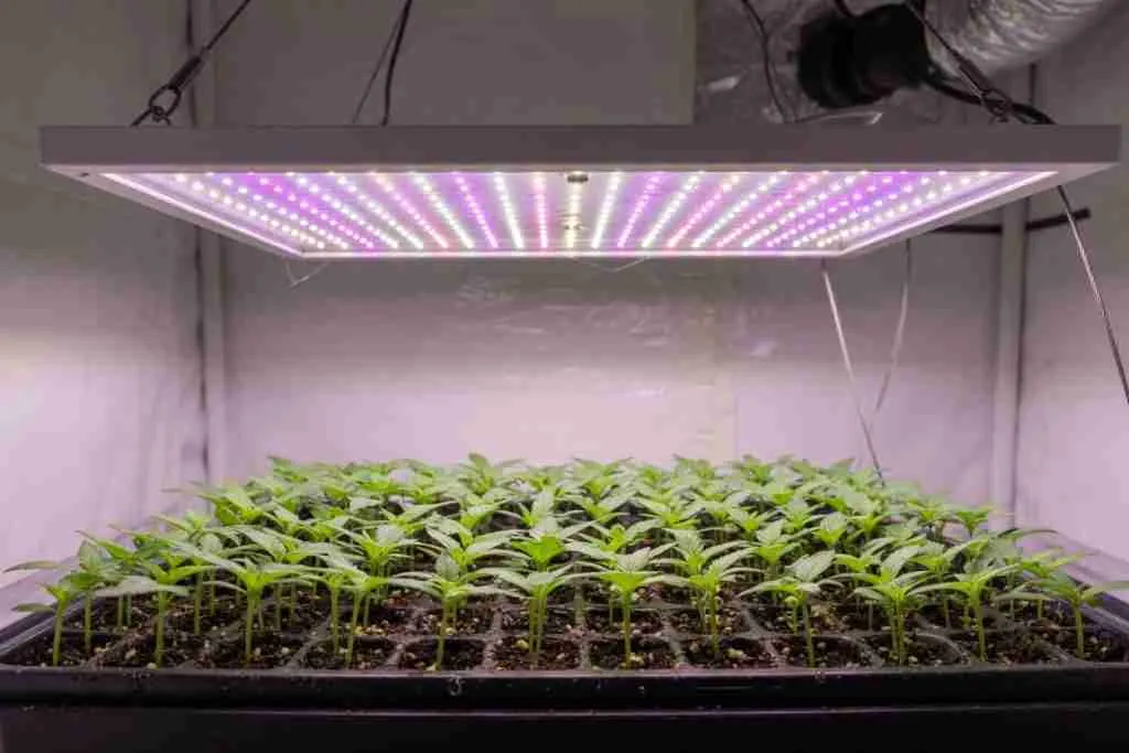 A grow light hung above a tray of cannabis seedlings