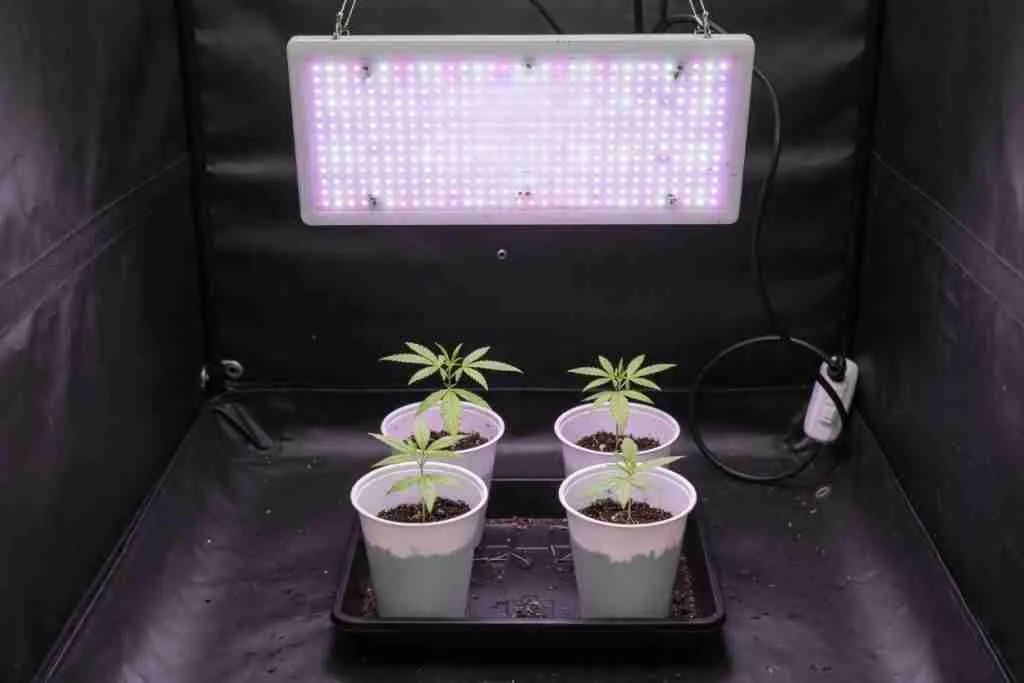 Young cannabis plants under a tent light