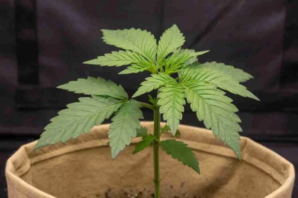 A stocky cannabis plant with true leaves in a fabric pot