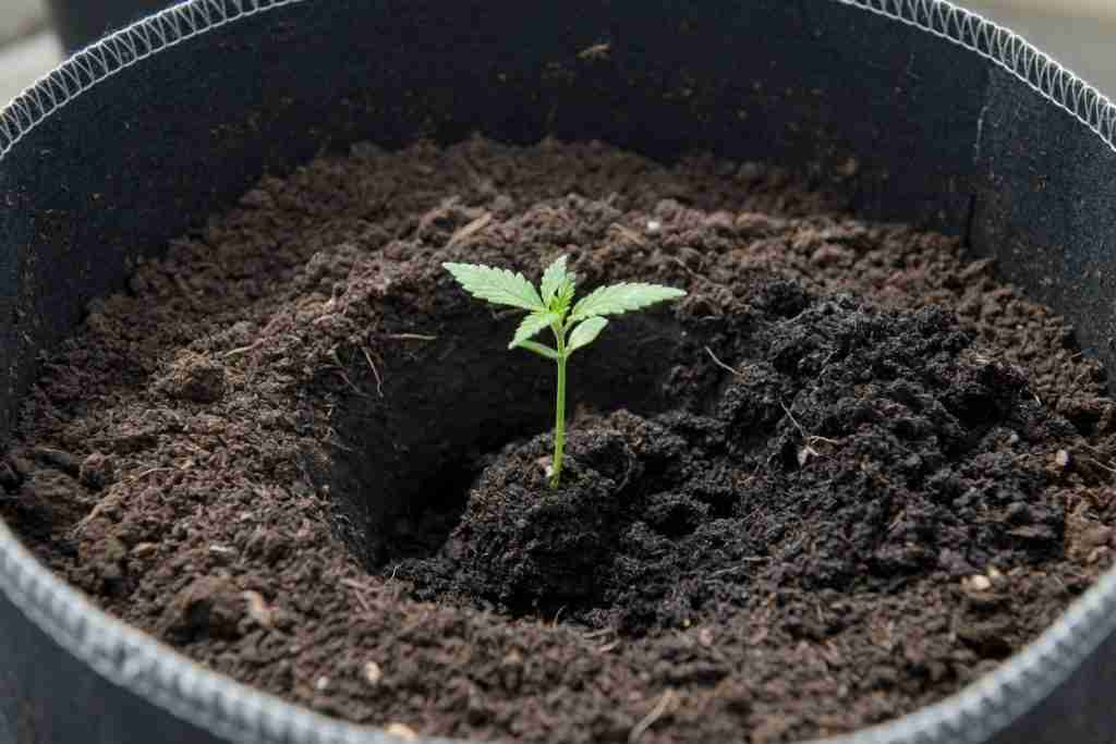 A cannabis seedling set into dark soil in a fabric pot