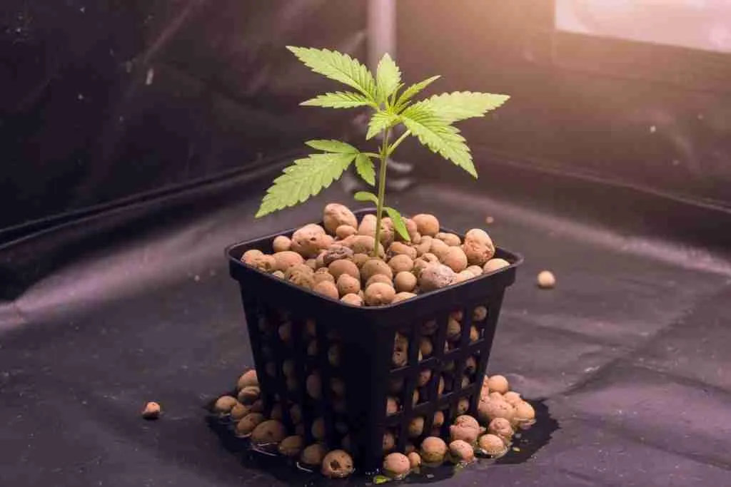 A cannabis seedling in a net pot of clay pebbles
