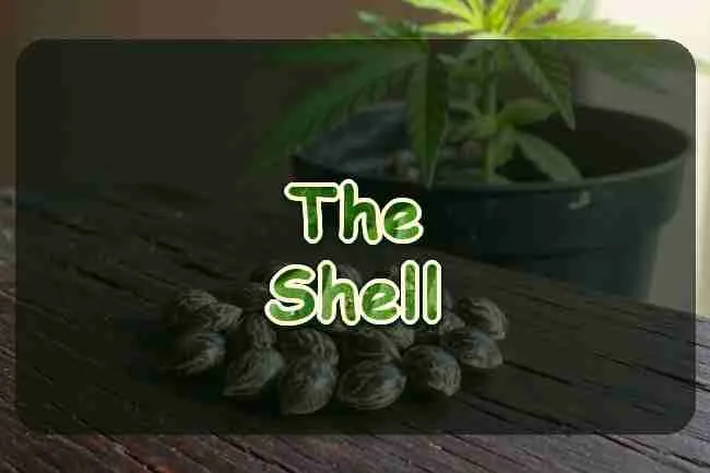 Cannabis seeds in front of a young plant