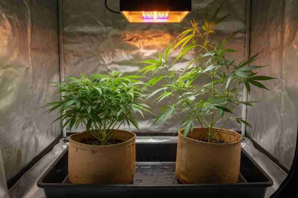 A short cannabis plant beside a taller one in a tent